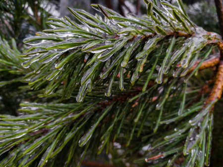 Pine tree branches covered with hoar frost in winter