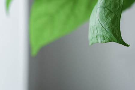Abstract natural background of green Catalpa leaf in macroの写真素材