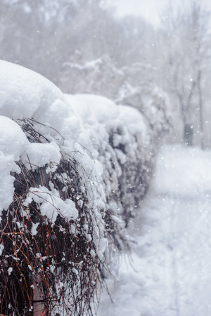 Closeup photo of bushes covered with snow in winter city park, Enchanting close-up shot: Winter city park adorned with snow-laden bushes in alluring detail.の写真素材