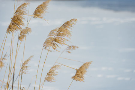 Fluffy dry reed grass under snow in winter. Snow-covered fluffy reeds in a minimalist winter landscape. Soft natural textures and serene white backgroundの写真素材