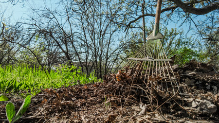 Fan rake for cleaning autumn dry leaves in garden. Closeup of rake tines collecting old leaves, seasonal yard work in sunny backyardの写真素材