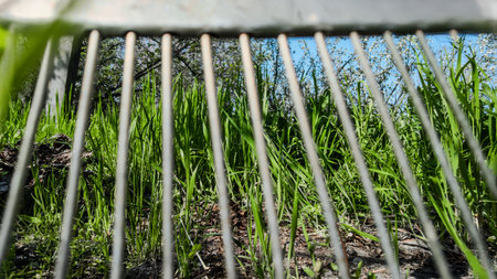 Closeup of metal fan rake for removing fallen leaves on grass lawn. View through metal rake on green grass in garden. Spring lawn care and gardening tools outdoors.の写真素材