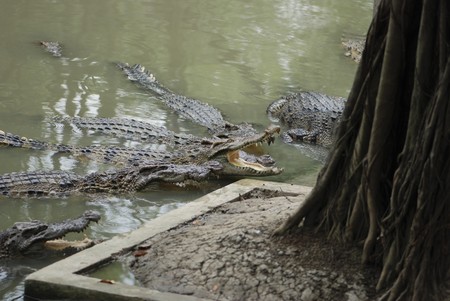 crocodileの写真素材