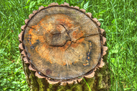 Sawed-off treeの写真素材