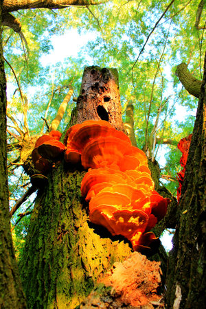 Mighty pasture with many tribes on the flagstone streets Wuhle The tree mushrooms are at the bottom and orange colored lights additionally in the afterglow of the sunの写真素材