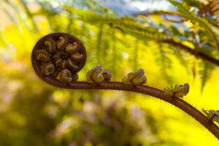 Close up of fern.の写真素材