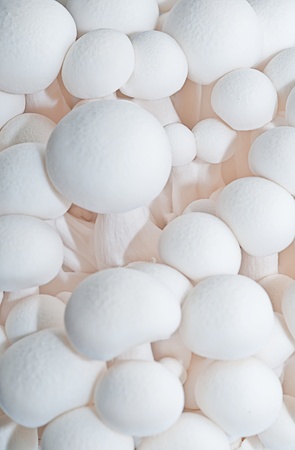  White beech Mushroom  White Shimeji  Hypsizygus Marmoreusの写真素材