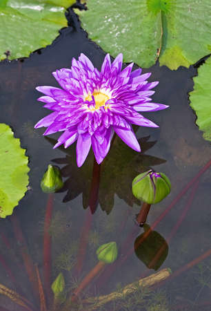violet lotus in water and on waterの写真素材