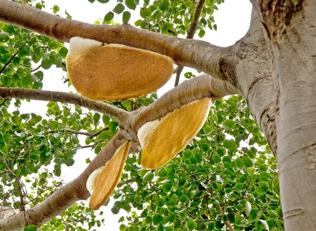 honey comb on treeの写真素材