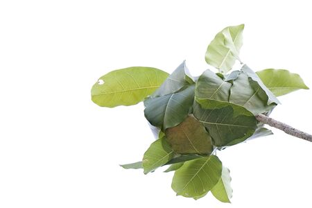 ant nest in leaves on white background の写真素材