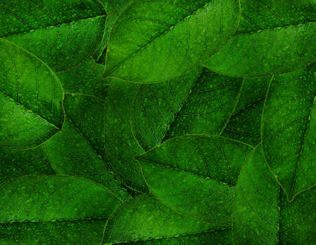 green leaves backgroundの写真素材