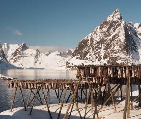 Traditional way to keep fish in Lofoten