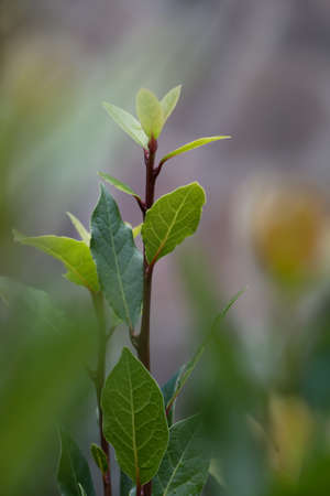Green sprout  on a bush laurelの写真素材