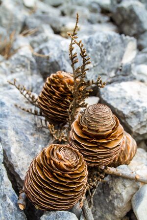 Cedar branch with three cones lying on the rocks.の写真素材