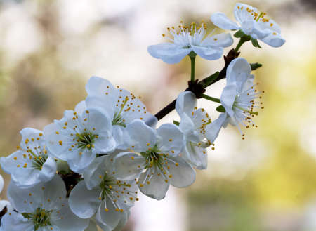 Apricot blossom sprig spring. Macro.