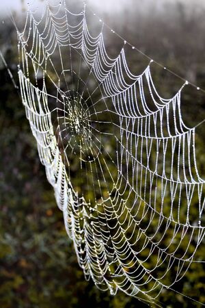 Cobweb in the misty dawn