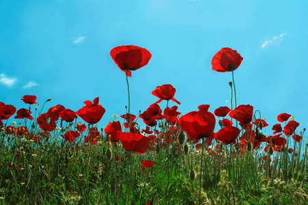 Beautiful field of red poppies in spring sun dayの写真素材