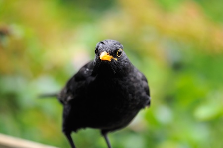 Portrait of a male Blackbird (Turdus merula)の写真素材