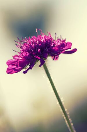 Vintage photo of amazing wild flower in sunset, toned image の写真素材