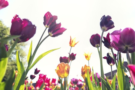 Blooming tulips on white background, toned image の写真素材