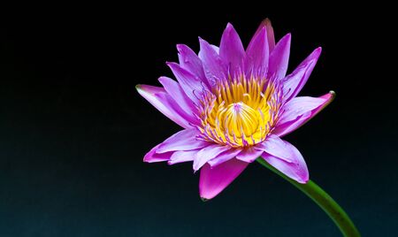 Lotus Flowerの写真素材