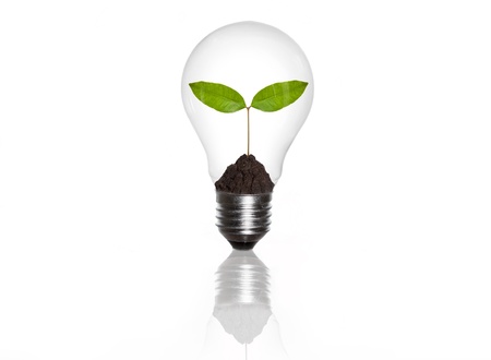 green eco energy concept, plant growing inside the light bulb