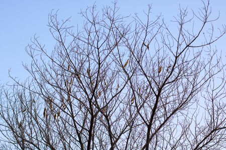 dead tree in winterの写真素材