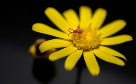 tick on a dandelion