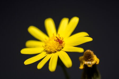 tick on a dandelion flowerの写真素材