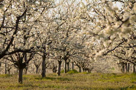 Beautiful blossoming cherry-tree garden, sunset light