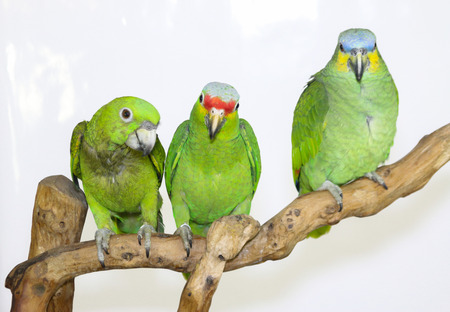 Colorful parrot landed on branch, isolated on white, Lilacine Amazonの写真素材