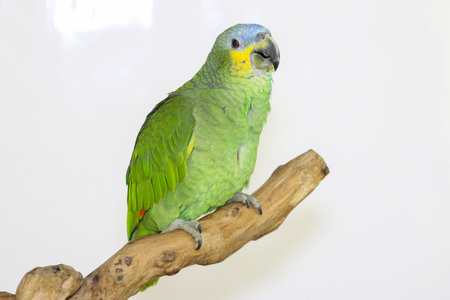 Colorful parrot landed on branch, isolated on white, Lilacine Amazonの写真素材