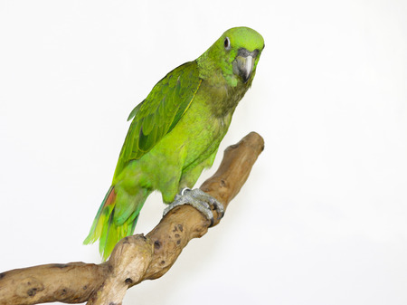 Colorful parrot landed on branch, isolated on white, Lilacine Amazonの写真素材