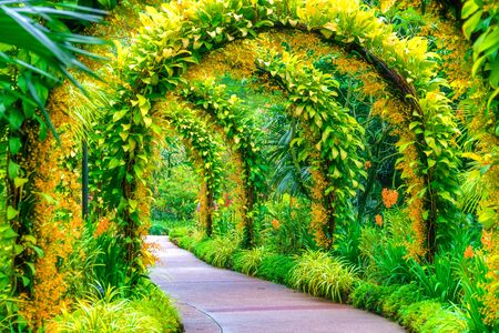 green arcs made of tropical plants above pedestrian pathway in Singapore Botanical gardenの写真素材