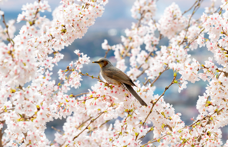 Cherry blossom with birdの写真素材