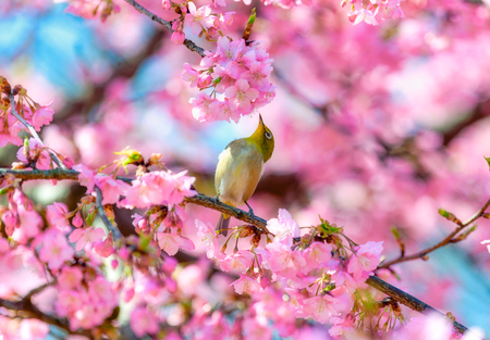 White-eye Bird on Cherry Blossom and sakuraの写真素材