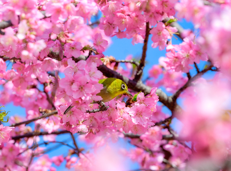 White-eye Bird on Cherry Blossom and sakuraの写真素材