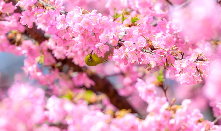 White-eye Bird on Cherry Blossom and sakuraの写真素材
