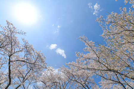 Sakura flower in the blue skyの写真素材