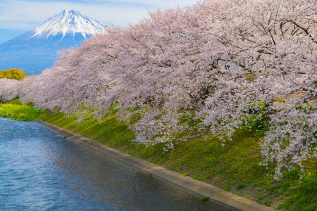 Cherry blossoms and Mt.fuji in full bloomの写真素材