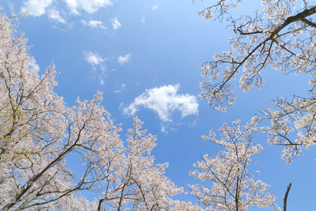 Sakura flower in the blue skyの写真素材
