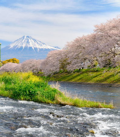 Cherry blossoms and Mt.fuji in full bloomの写真素材