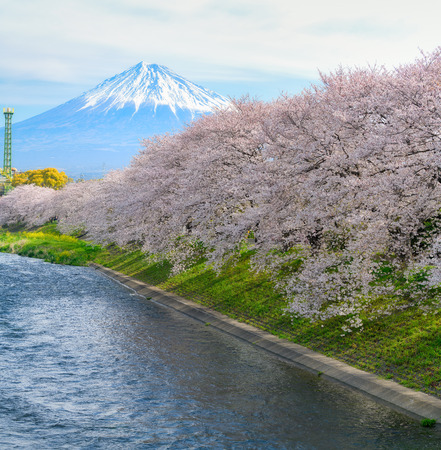 Cherry blossoms and Mt.fuji in full bloomの写真素材