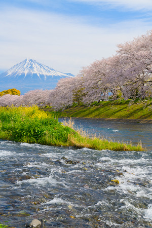 Cherry blossoms and Mt.fuji in full bloomの写真素材