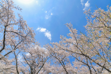 Sakura flower in the blue skyの写真素材