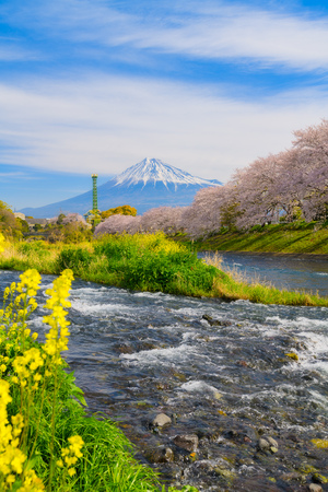 Cherry blossoms and Mt.fuji in full bloomの写真素材