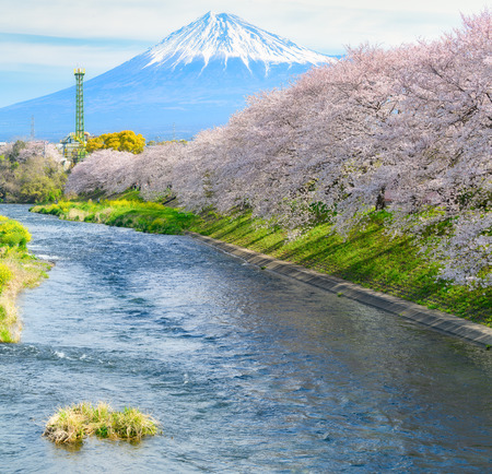 Cherry blossoms and Mt.fuji in full bloomの写真素材