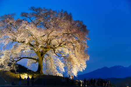 One cherry blossom treeの写真素材