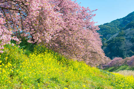 Flower Festival of cherry blossoms and Greensの写真素材