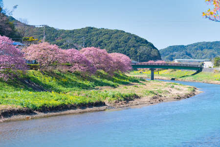Flower Festival of cherry blossoms and Greensの写真素材
